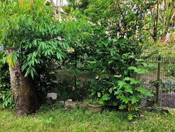 Sembawang Springs Estate (D27), Terrace #529824871
